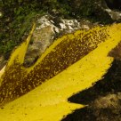 Two-tone Leaf on Rock